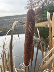 Typha