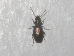 Syntomus foveatus
