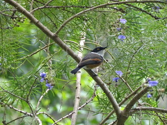 Batis capensis capensis