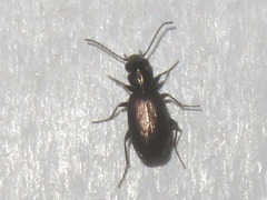 Syntomus foveatus