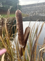 Typha
