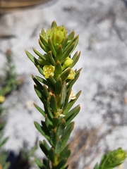 Clutia ericoides