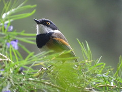 Batis capensis capensis
