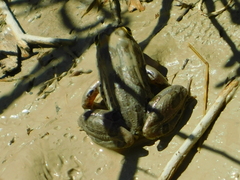 Lithobates spectabilis