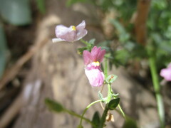 Nemesia