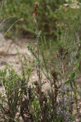 Hypodiscus aristatus