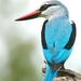 Alción Senegalés - Photo (c) Arno Meintjes, algunos derechos reservados (CC BY-NC)