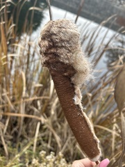 Typha