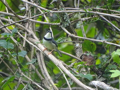 Apalis thoracica claudei