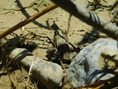 Lithobates spectabilis