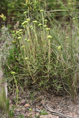 Crassula mollis