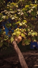 Catalpa bignonioides