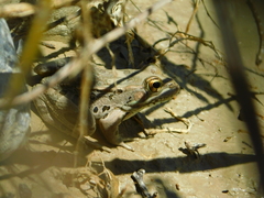 Lithobates spectabilis