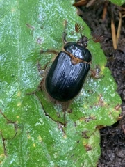 Pleocoma dubitabilis dubitabilis