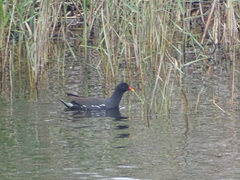 Gallinula chloropus meridionalis