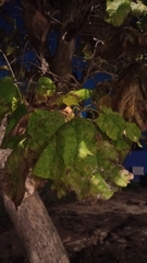 Catalpa bignonioides