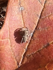 Habronattus coecatus