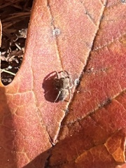 Habronattus coecatus