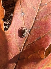 Habronattus coecatus