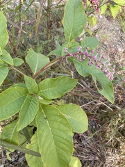 Phytolacca americana