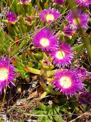 Carpobrotus mellei