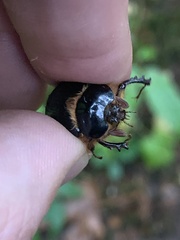 Pleocoma dubitabilis dubitabilis