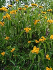 Otopappus imbricatus