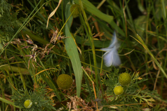 Celastrina echo