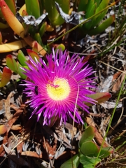 Carpobrotus mellei
