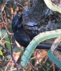Ctenosaura acanthura