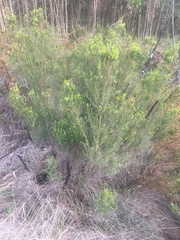 Erica australis