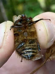 Pleocoma dubitabilis dubitabilis