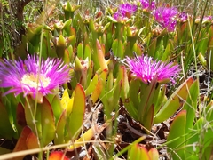 Carpobrotus mellei