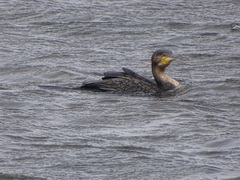 Phalacrocorax carbo lucidus