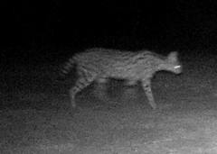 Leptailurus serval constantina