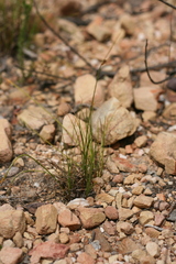 Ficinia angustifolia