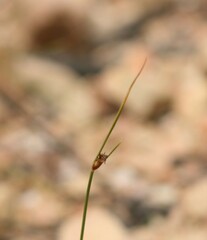 Ficinia angustifolia
