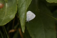 Celastrina echo