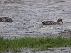 Anas undulata undulata