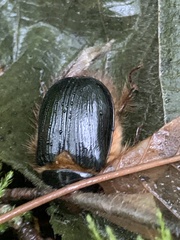 Pleocoma dubitabilis dubitabilis