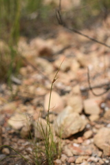 Ficinia angustifolia