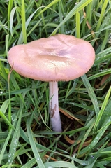 Volvopluteus gloiocephalus