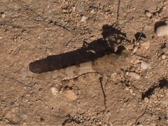 Sphingonotus caerulans