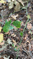 Smilax bona-nox