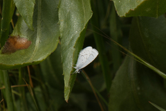 Celastrina echo