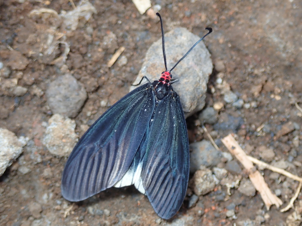 Gynautocera philomela
