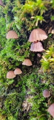 Mycena meliigena