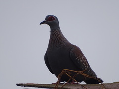 Columba guinea phaeonota