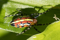 Alpaida grayi