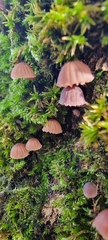 Mycena meliigena